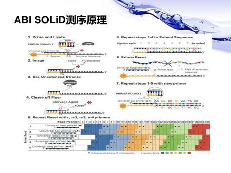 454 Pyrosequencing Steps 的图像结果