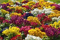 fiori perenni per aiuole fiori perenni piante perenni caratteristiche dei fiori fiori perenni per aiuole fiori perenni piante perenni caratteristiche dei fiori