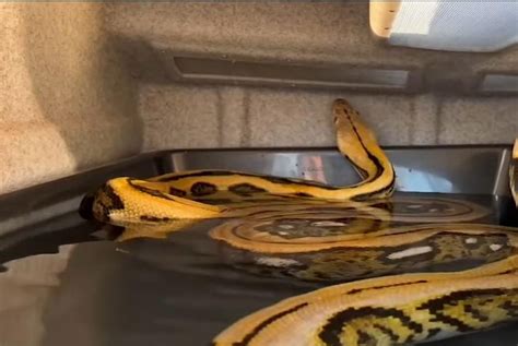 Image result for Fifty Feet Python