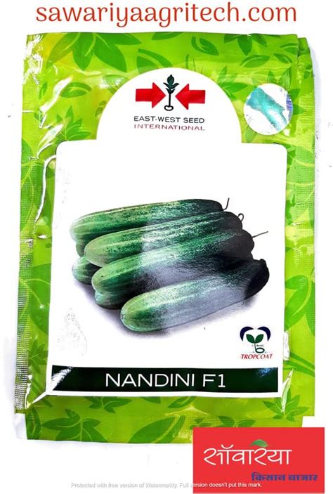 east west international hybrid vegetable nandini cucumber 500 seeds ...