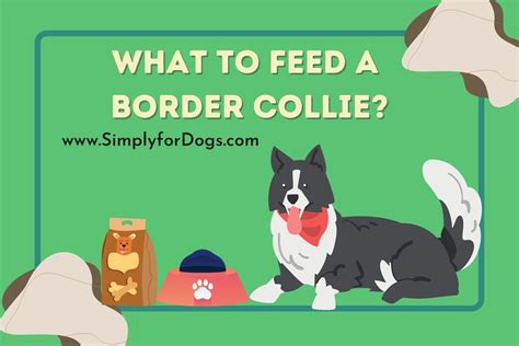 What to Feed a Border Collie - (The Perfect Diet) Simply For Dogs
