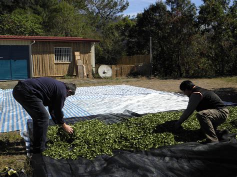 Image result for How to Process Tea