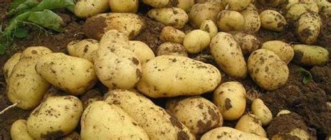 馬鈴薯什麼品種好？16個品種特性、產量、栽培介紹！ - 每日頭條