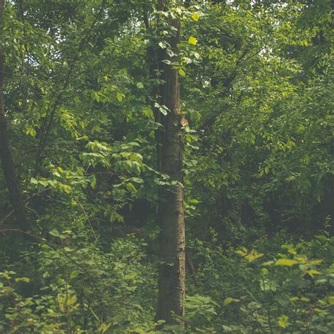 You Are Never Too Far From Home | “Watchung Reservation. May 21, 2017 (iv)”