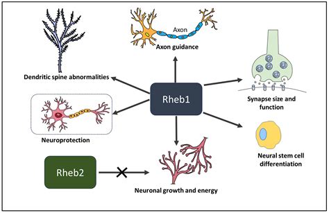 Unraveling the Role of Ras Homolog Enriched in Brain (Rheb1 and Rheb2 ...