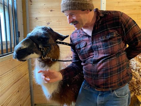 MSPCA-Angell’s one-eyed llama ‘Hyacinth’ has found a home after being ...