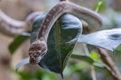 Image result for Bredli Carpet Python