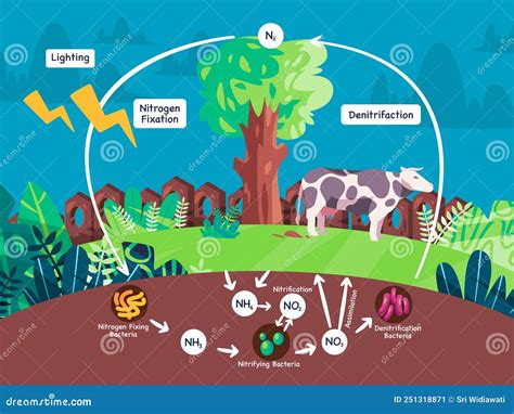 Nitrogen Fixation Diagram For Kids Nitrogen Cycle Diagram