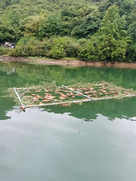 黄岩长潭水库投放人工鱼巢 胖头鱼有了“育婴室”-台州频道