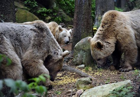 Romania to Allow Unrestricted Killing of Brown Bears - FOUR PAWS ...