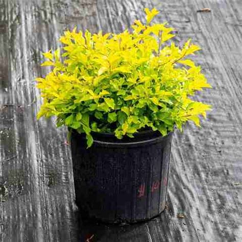 pb mandira plant Duranta Plant Price in India - Buy pb mandira plant ...