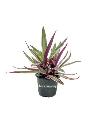 Boat Lily Roheo Discolor Plant in 4inch Nursery Pot | Hope Nursery