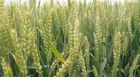 小麦品种哪种比较优质？小麦优质品种挑选依据..