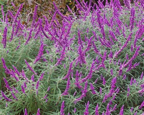 Types Of Salvias Plants