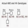 collect information about the blood group ABO of a family. prepare a ...