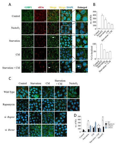 Starvation Protects Hepatocytes from Inflammatory Damage through ...