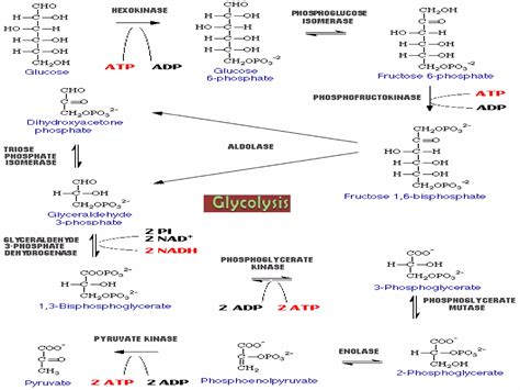 Biochemistry 的图像结果