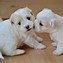 Image result for Teacup Size Dogs
