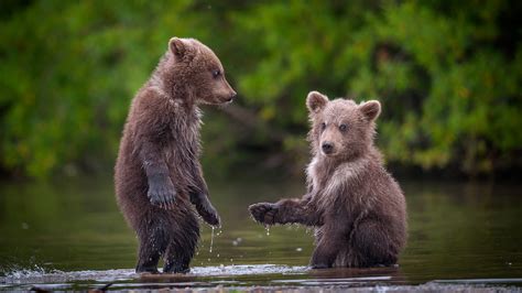 Two brown bear cubs in river, Kamchatka Krai, Russia | Windows ...