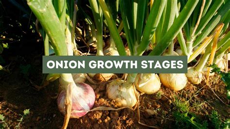 Onion Growth Stages (An Extensive Guide)