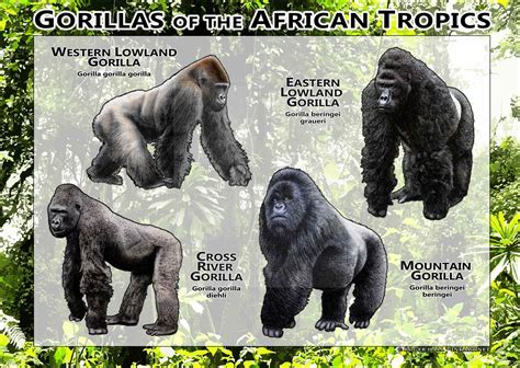 Cross River Gorilla Drawing