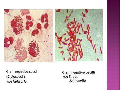 PPT - Microbiology Practical: Bacteria & Viruses Identification ...