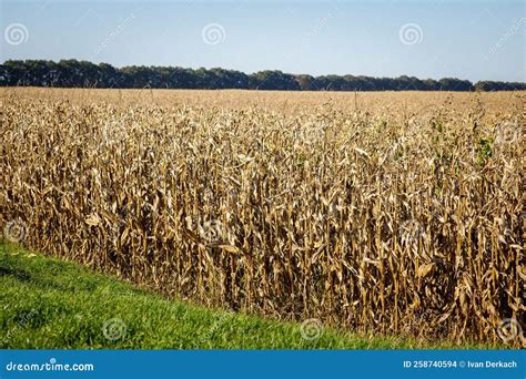A Large Field of Corn, Ready To Harvest, Harvest Stock Photo - Image of ...