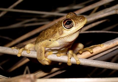 Image result for Laughing Tree Frog