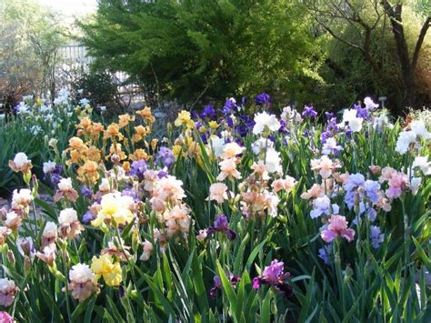 Image result for Iris Form Classification Example