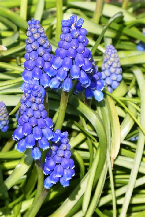 Free Images : muscari, flower, bloom, spring, garden, blue, ornamental ...