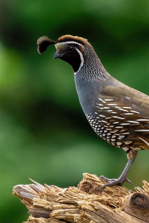 Download wallpaper 800x1200 quail, bird, wildlife, blur iphone 4s/4 for ...