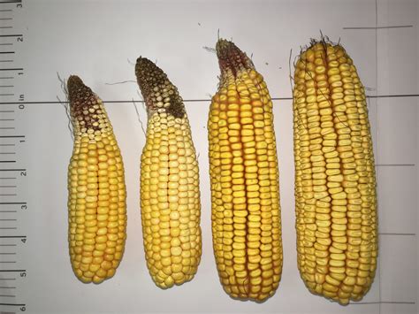 Carbs In Large Ear Of Corn at Nicolas Brinson blog