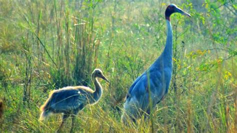 Top 5 Bird Sanctuaries In India to Visit With Kids During Monsoon ...