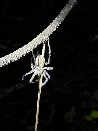 Jungle Adventures Night Walk (Cape Tribulation) - 2022 What to Know ...