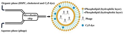 A TAT Peptide-Functionalized Liposome Delivery Phage System (TAT-Lip ...