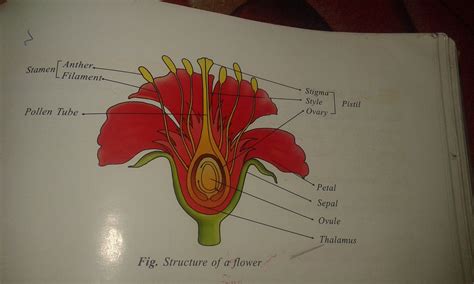 Sketch the reproductive part of a flower - Brainly.in