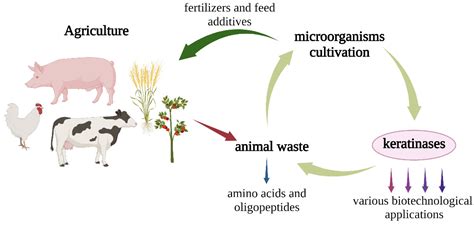 Keratinolytic Properties of Aspergillus clavatus Promising for ...