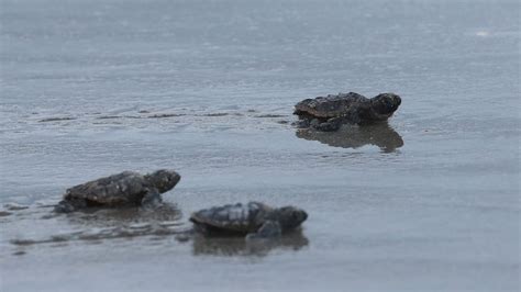 Loggerhead Sea Turtle Hatchlings 的图像结果