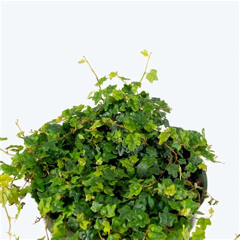 Ficus Pumila Quercifolia | String of Frogs | Care Guide and Pro Tips - Delivery from Toronto ...