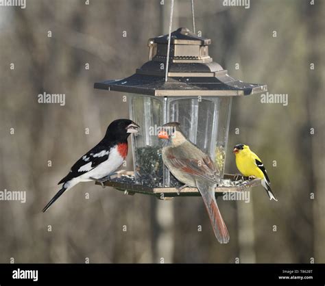 American Goldfinch Feeders