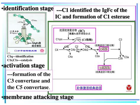 Image result for Complement Activation