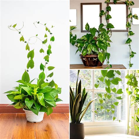 Buy Plant Climbing Wall Fixture Clips, 30 Pcs Set | DeoDap