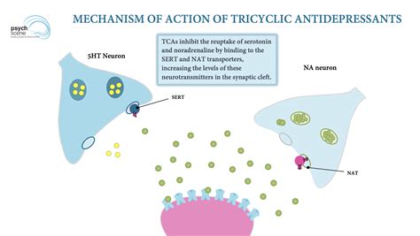 Antidepressant Drugs Mechanism Of Action Neuroplasticity And Major