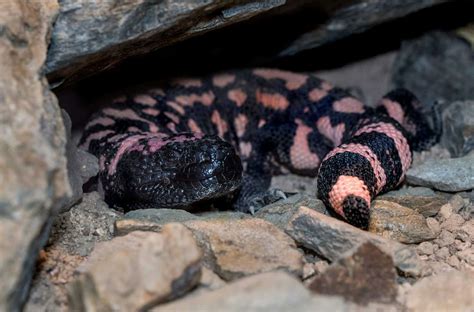How the Venomous Gila Monster Strikes and Survives - Animals Around The Globe