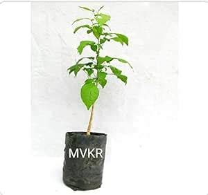 MVKR Live Bel Tree, Bilva Patra, Bel Patra (Grown through seeds ...