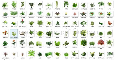 100种 常用园林植物 - 植物识别 - 花卉网