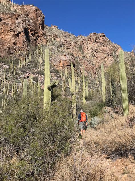 Best Hikes in Tucson: Hiking the Ventana Canyon Trailhead to Maiden ...