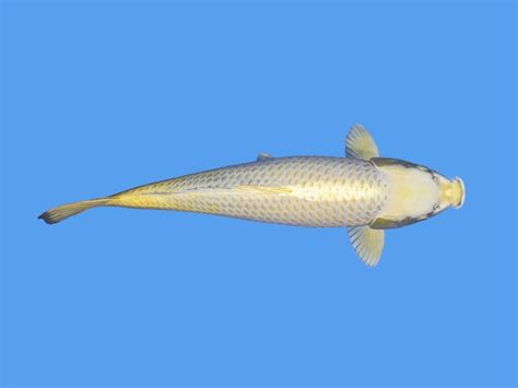 Buy Mukashi Ogon – Certified Metallic Bronze Japanese Koi