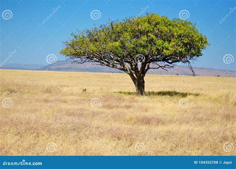 African Grassland Plants