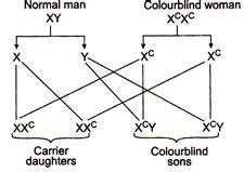 A marriage between normal visioned man and colourblind woman will ...
